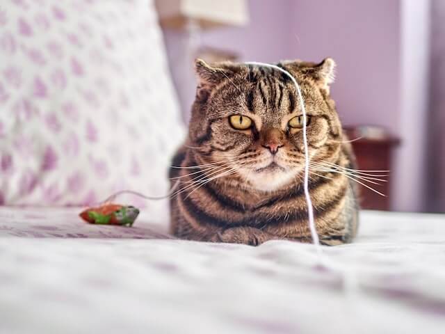 Brown tabby British Shorthair sits with a string draped across it's forheard.