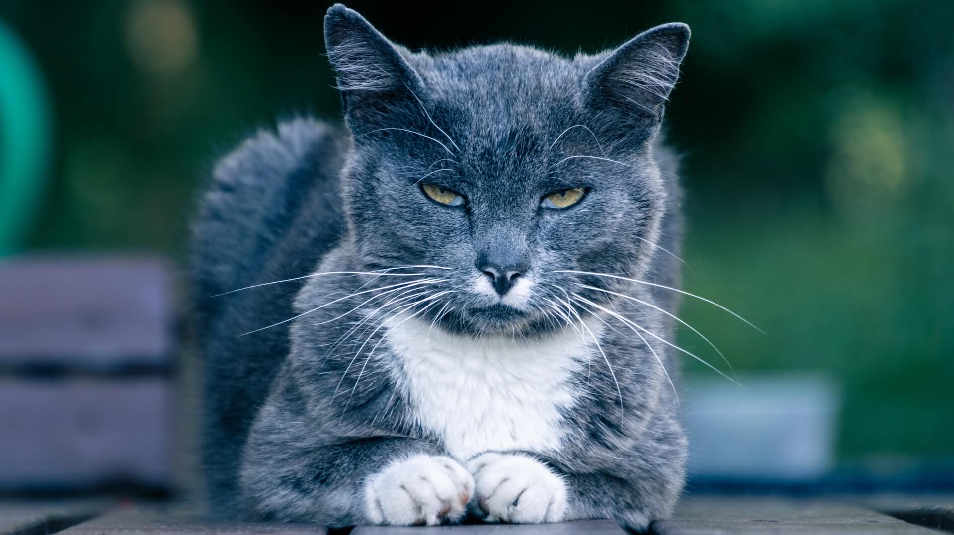 Grey & white older cat facing the viewer.