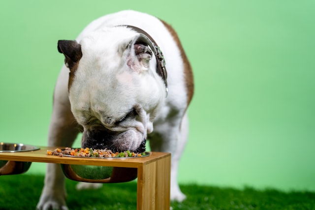 English Bulldog eating food from a bowl.