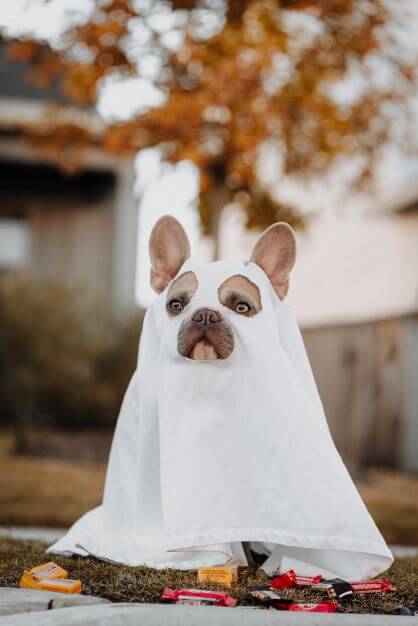 Fawn colored French Bulldog wearing a ghost costume while surrounded by autumn leaves & Halloween candy.