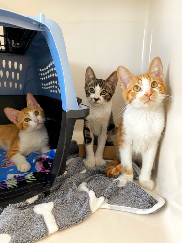Three tabby kittens of varying colors looking above the viewer.