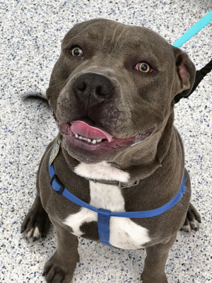 Grey & white Pit Bull looking like they're smiling excitedly at the camera.