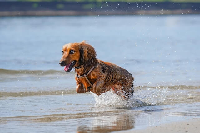 Brown long-haired dachshund running in the water.