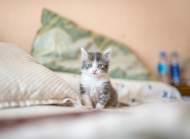 White & grey kitten on a white bed.