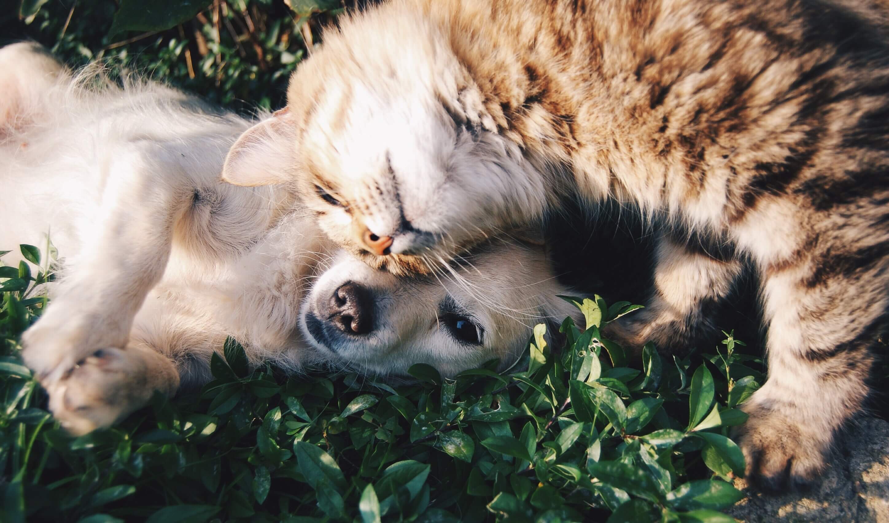 A white dog and a brown tabby cat snuggling in the grass.