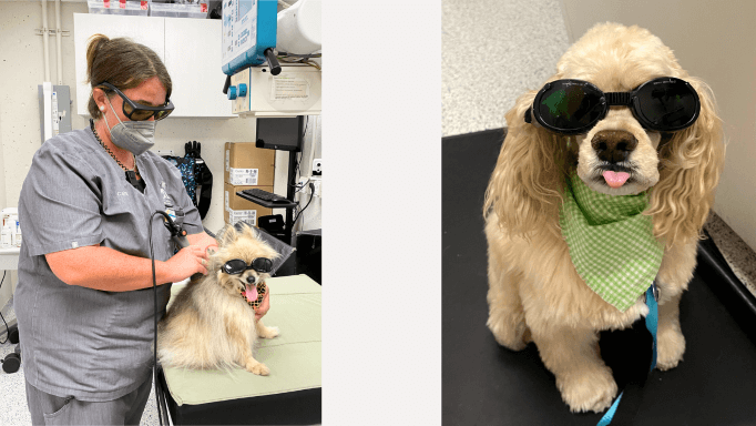 Cold laser therapy being applied on a Pomeranian & a Cocker Spaniel wearing safety goggles