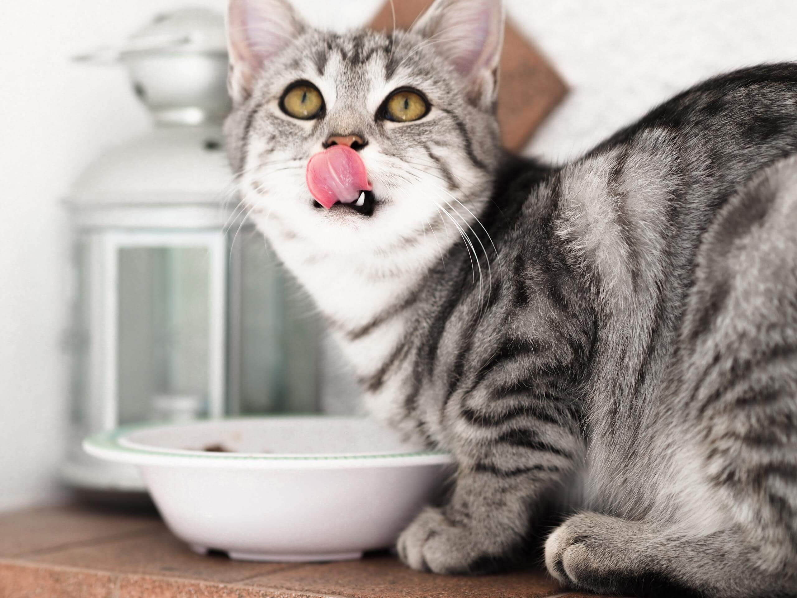 Silver tabby licking it's lips while crouched over a white dish.
