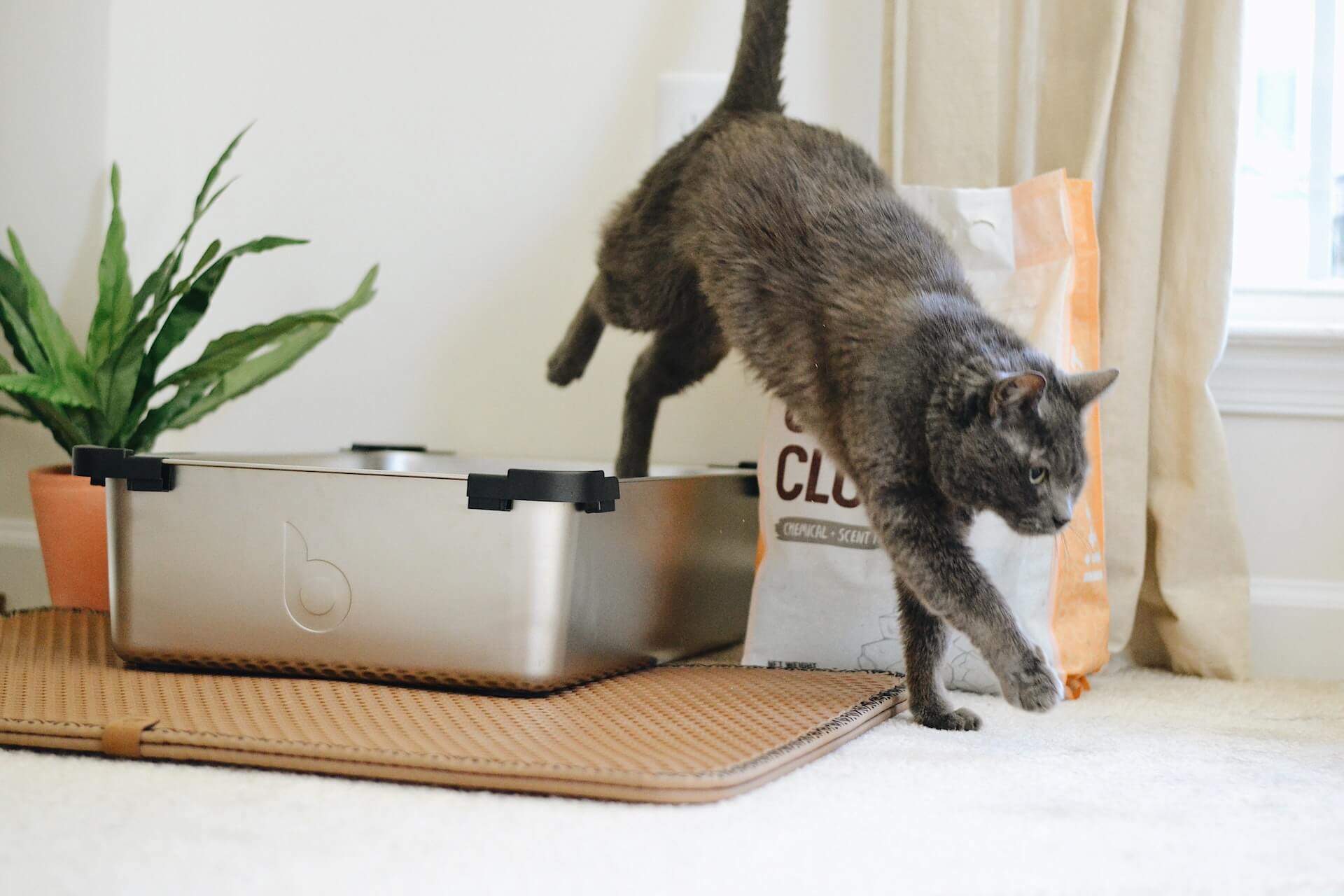 Dilute tortoiseshell cat jumping out of a silver litter box.