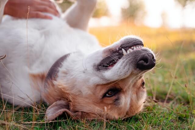 Orange & white dog laying upside down with lip falling to show upper teeth.