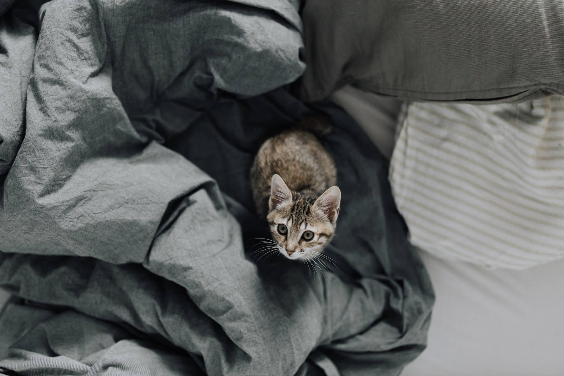 Brown tabby cat sitting on a grey bed.