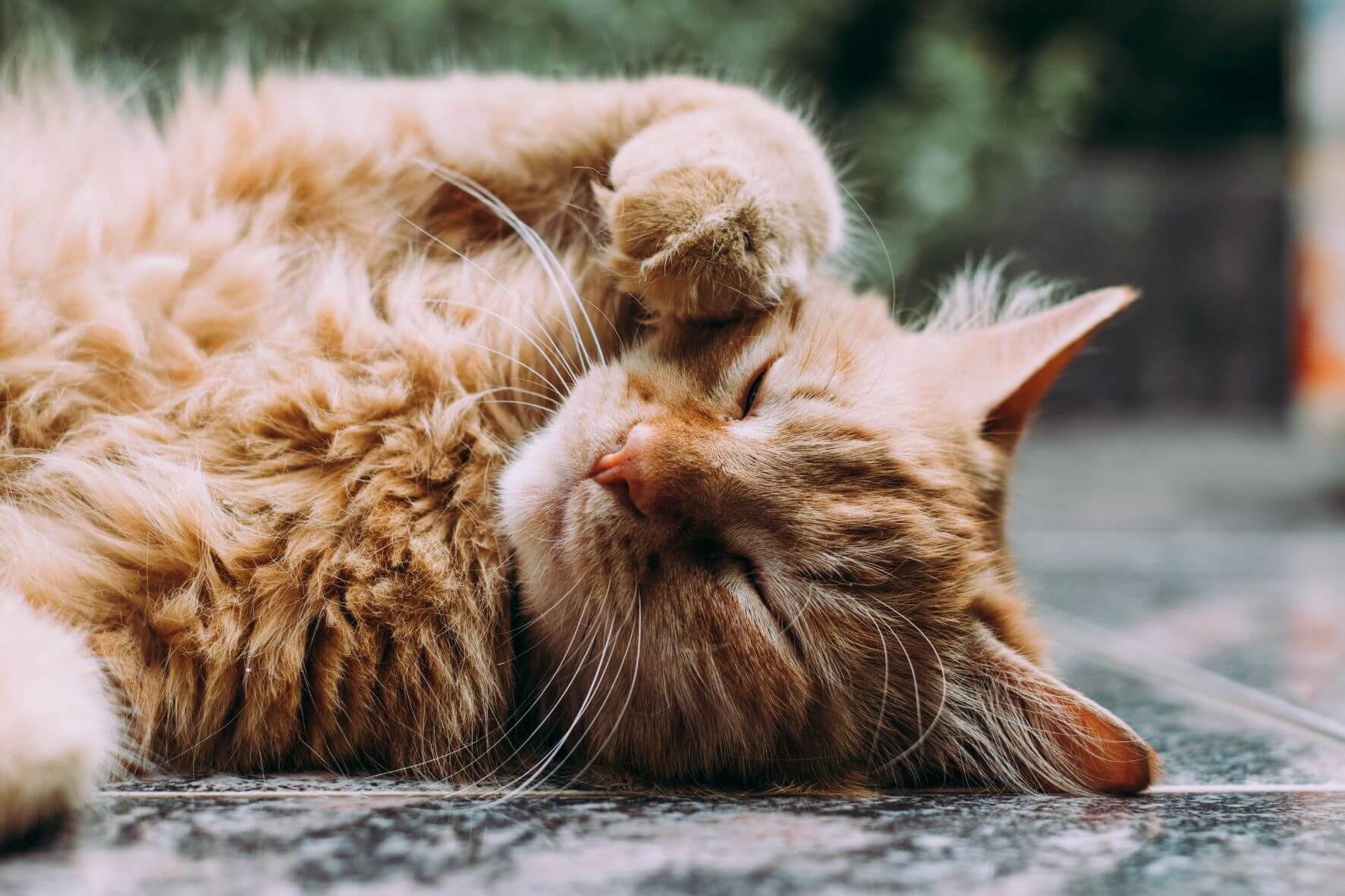 Long-haired orange tabby laying contentedly on concrete.