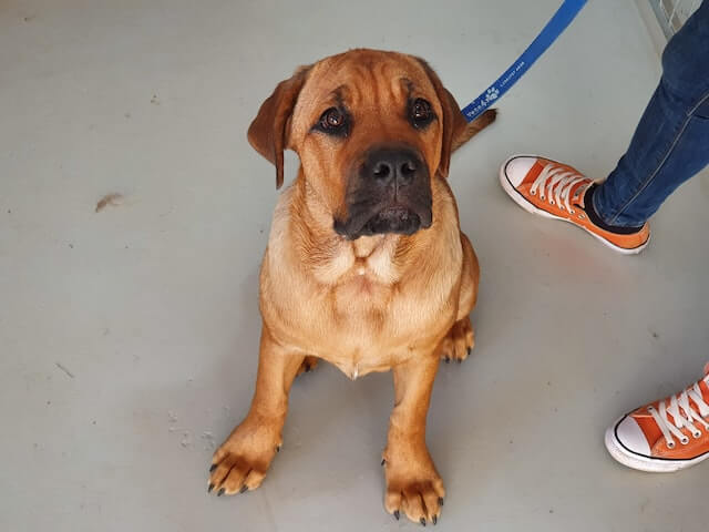 Orange large breed puppy on a blue leash.