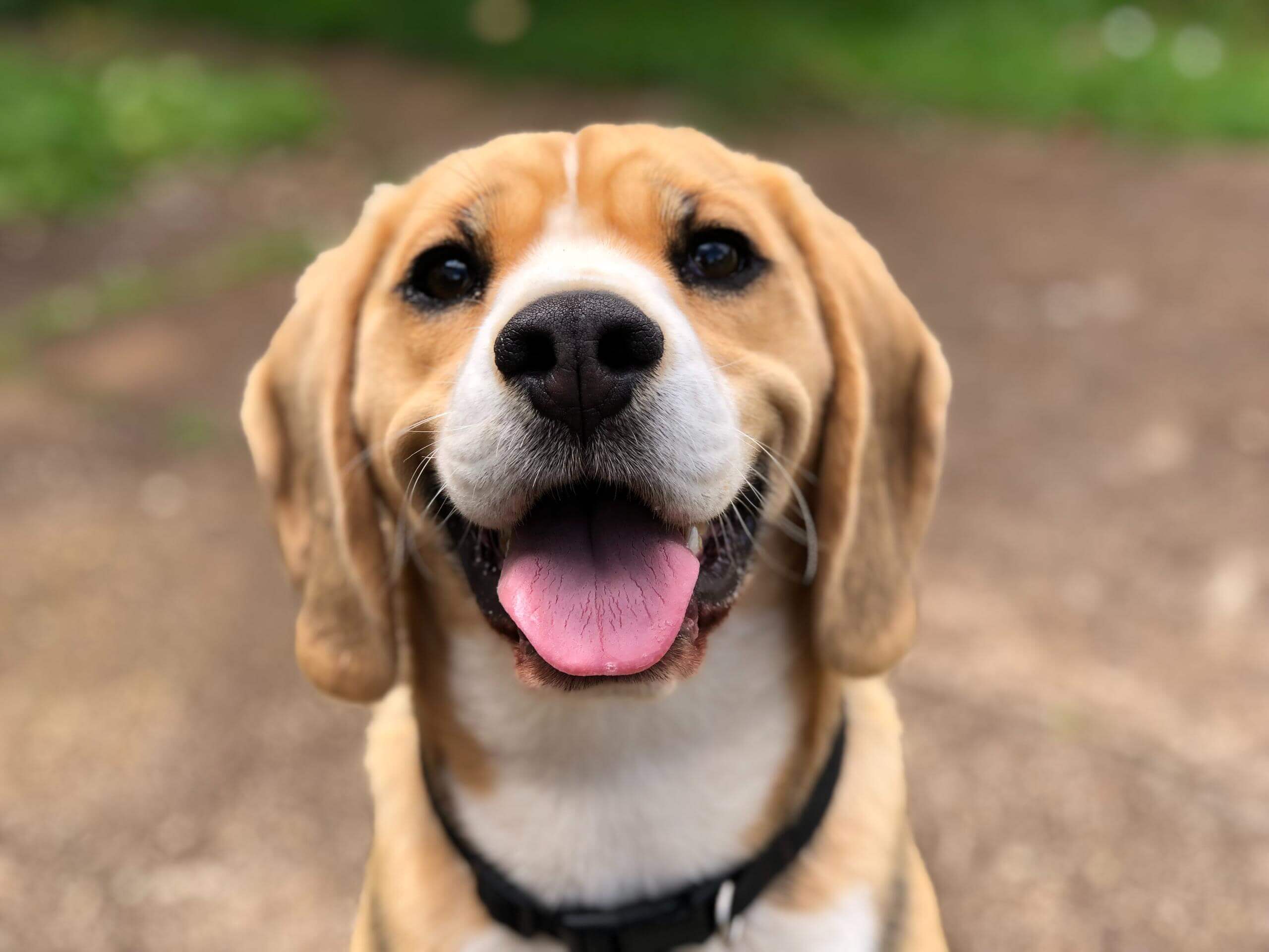 Friendly looking tri-colored beagle looking at the viewer.