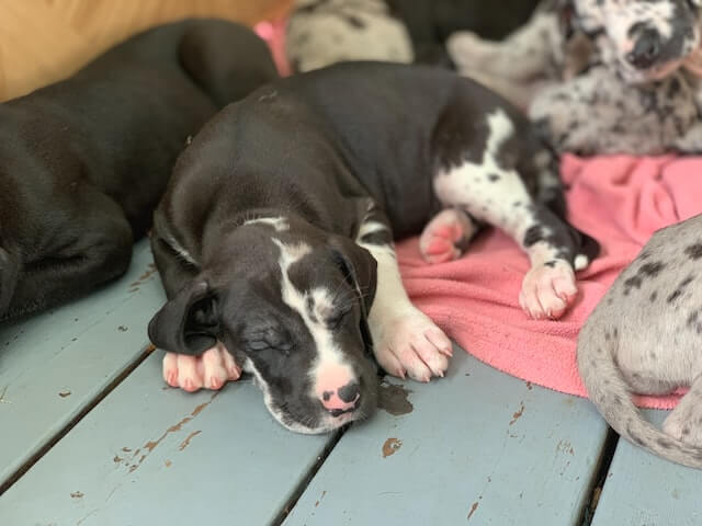 Great Dane puppies