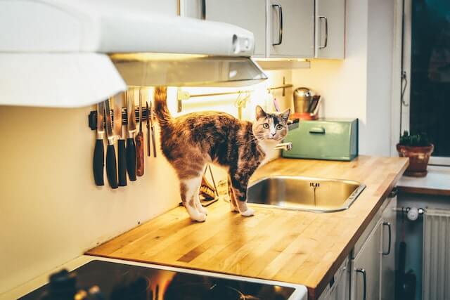Calico cat standing on a kitchen counter.