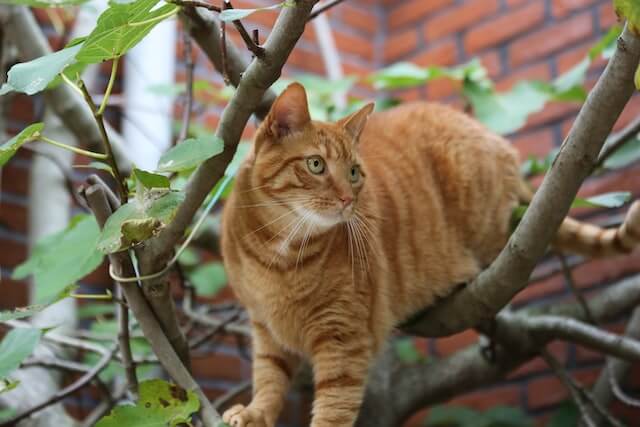Orange tabby cat standing in tree.