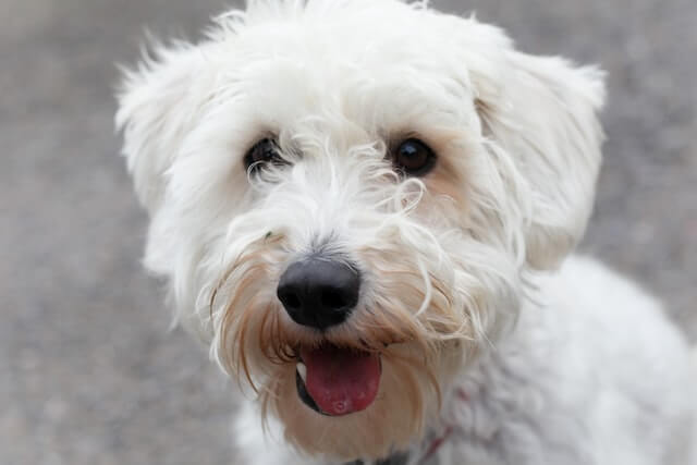 Close-up portrait of white terrier mix.