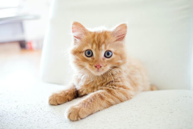 Orange tabby kitten on white cushion.