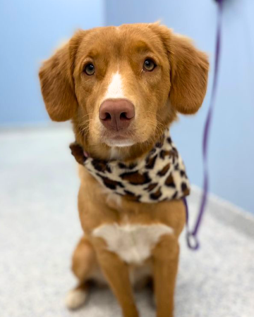 Orange & cream dog wearing a leopard print bandana facing viewer.