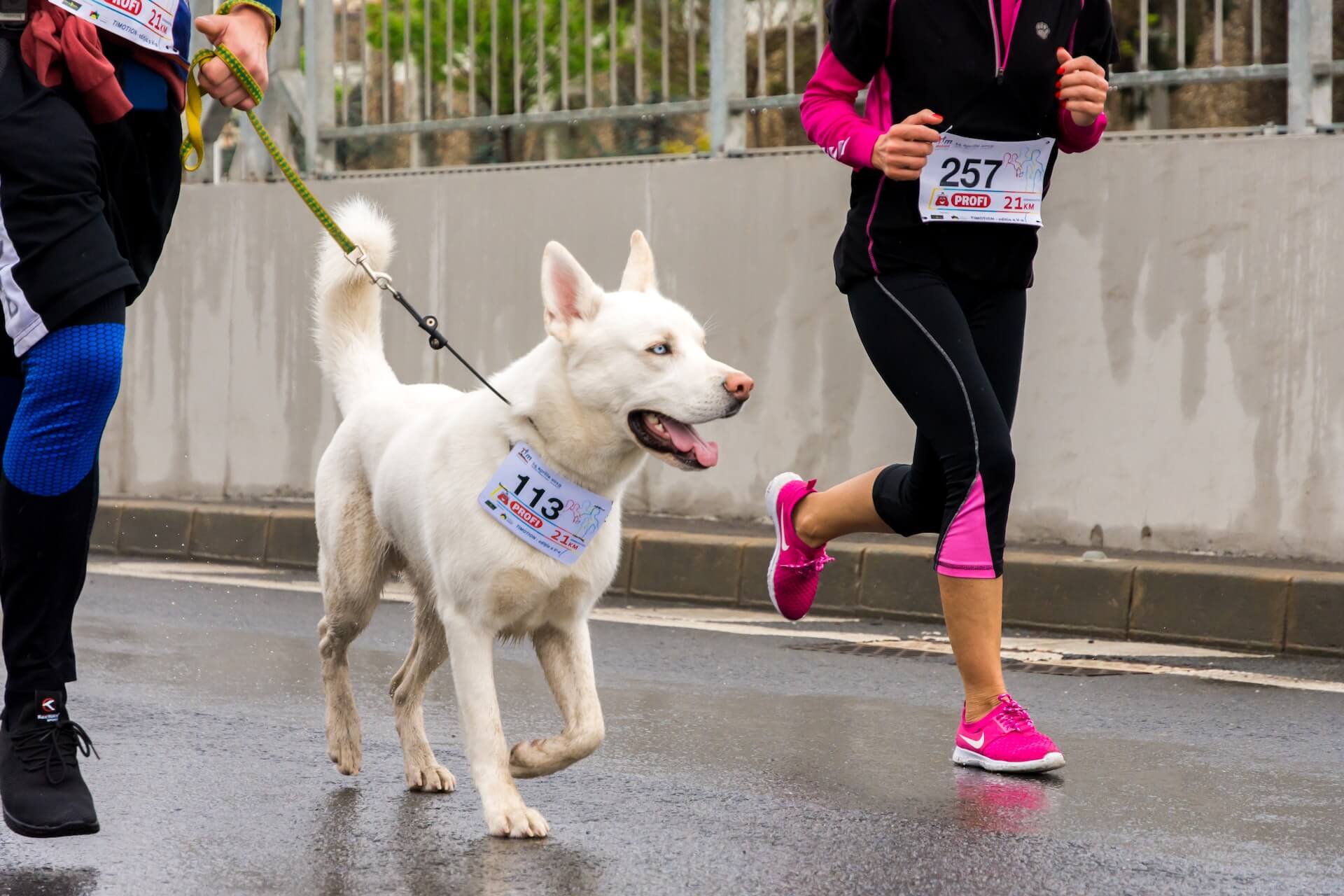 White dog on leash wearing a marathon tag while running between two people.