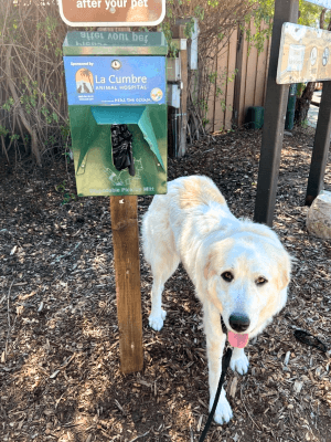 Cream dog standing next to LCAH doggie bag station.