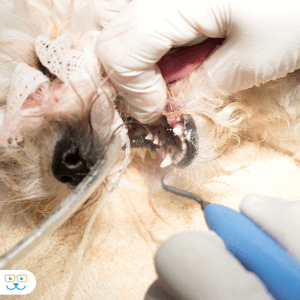 Cream terrier mix under general anesthetic for a dental procedure.