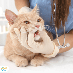 A tech wearing white gloves opens a cream tabby's mouth open to view their teeth.