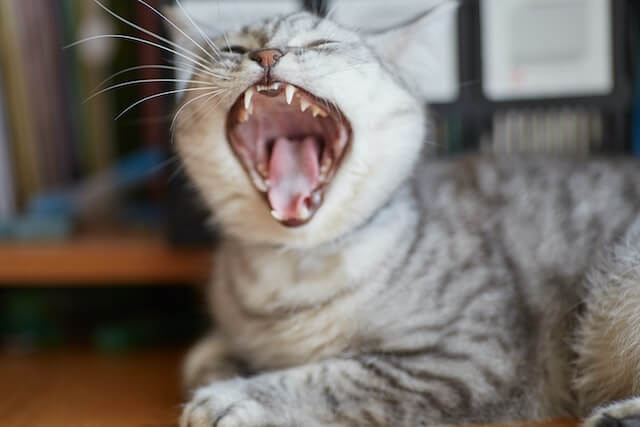 Silver tabby yawning with mouth open wide.