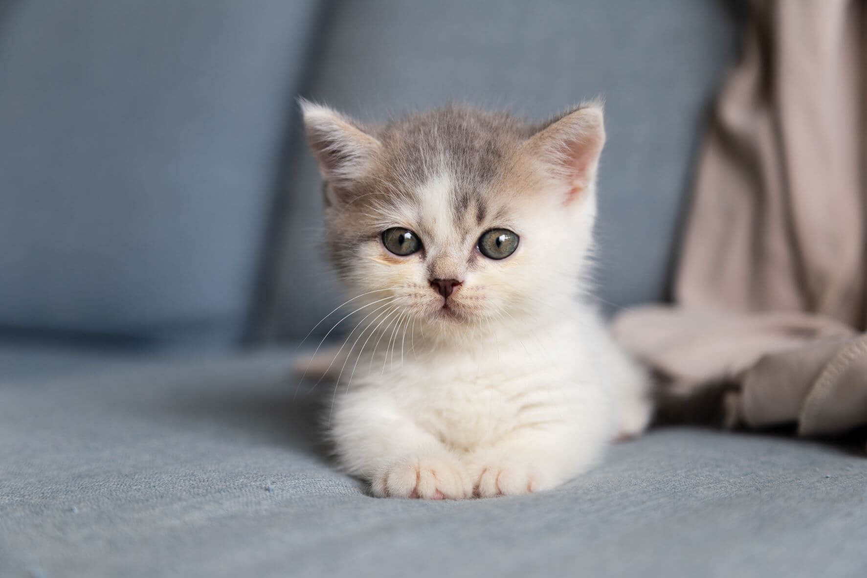 White & grey kitten on grey textile.