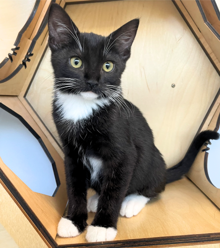 Tuxedo kitten sitting in LCAH cat room wall shelves.