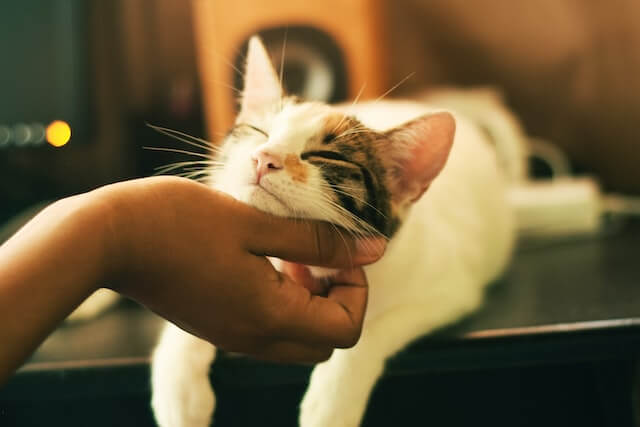 White & tabby cat receiving chin scratches.