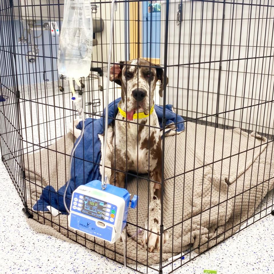 Grey & white Great Dane with tongue out in a pop-up kennel receiving subcutaneous fluids.