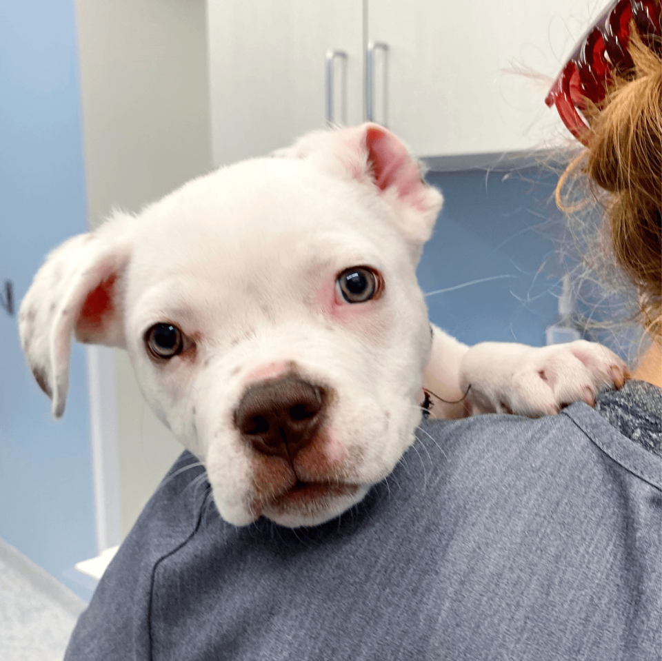 White Pitbull mix puppy with one ear inverted leaning over a tech assistant's shoulder.