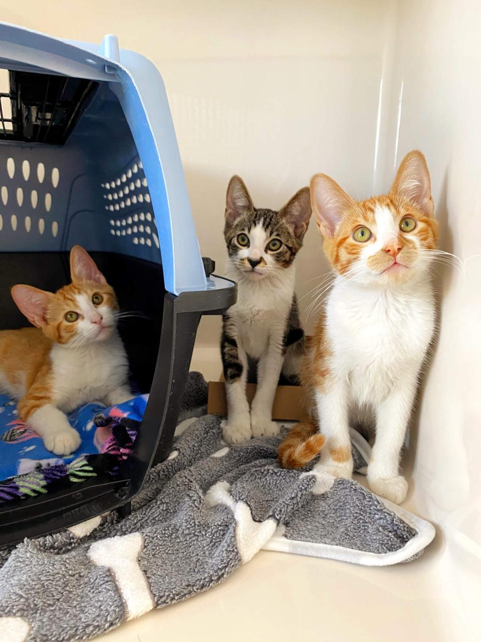 Three kittens - two orange/white and one brown/white - sitting in a cream kennel next to/inside their carrier.