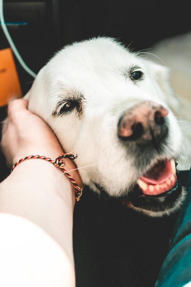 Golden Retriever receiving ear scratches.