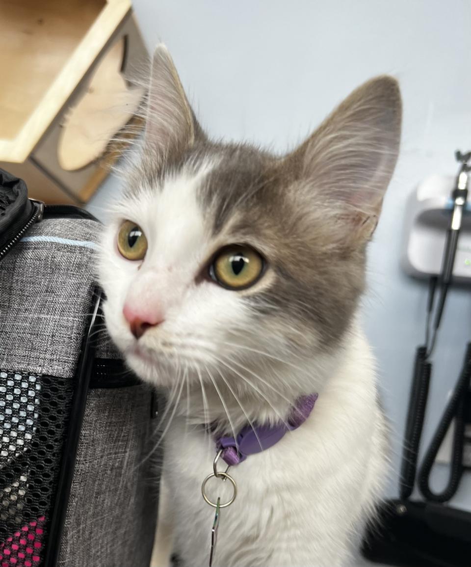 White & grey cat rubbing against grey cat carrier.
