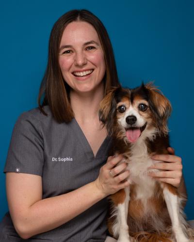 Sb animal hospital cheap