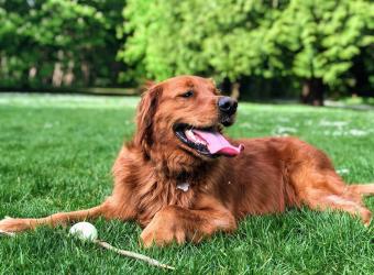 Dog Park Etiquette to Protect Your Precious Pup