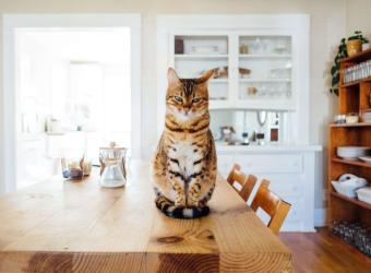 8 Signs of Separation Anxiety in Cats And What to Do About Them