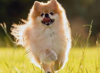 Foxtails, Fun, & Pet Protection: Your Early Summer Update