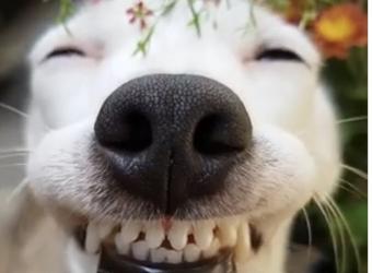 February is Dental Health Month!