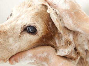 The 5 Grooming Things You Should Check on Your Dog Every Month