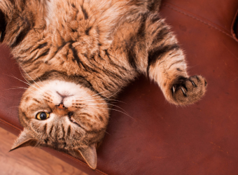 Is Your Cat Acting Strange? Behavior Changes That are a Red Flag